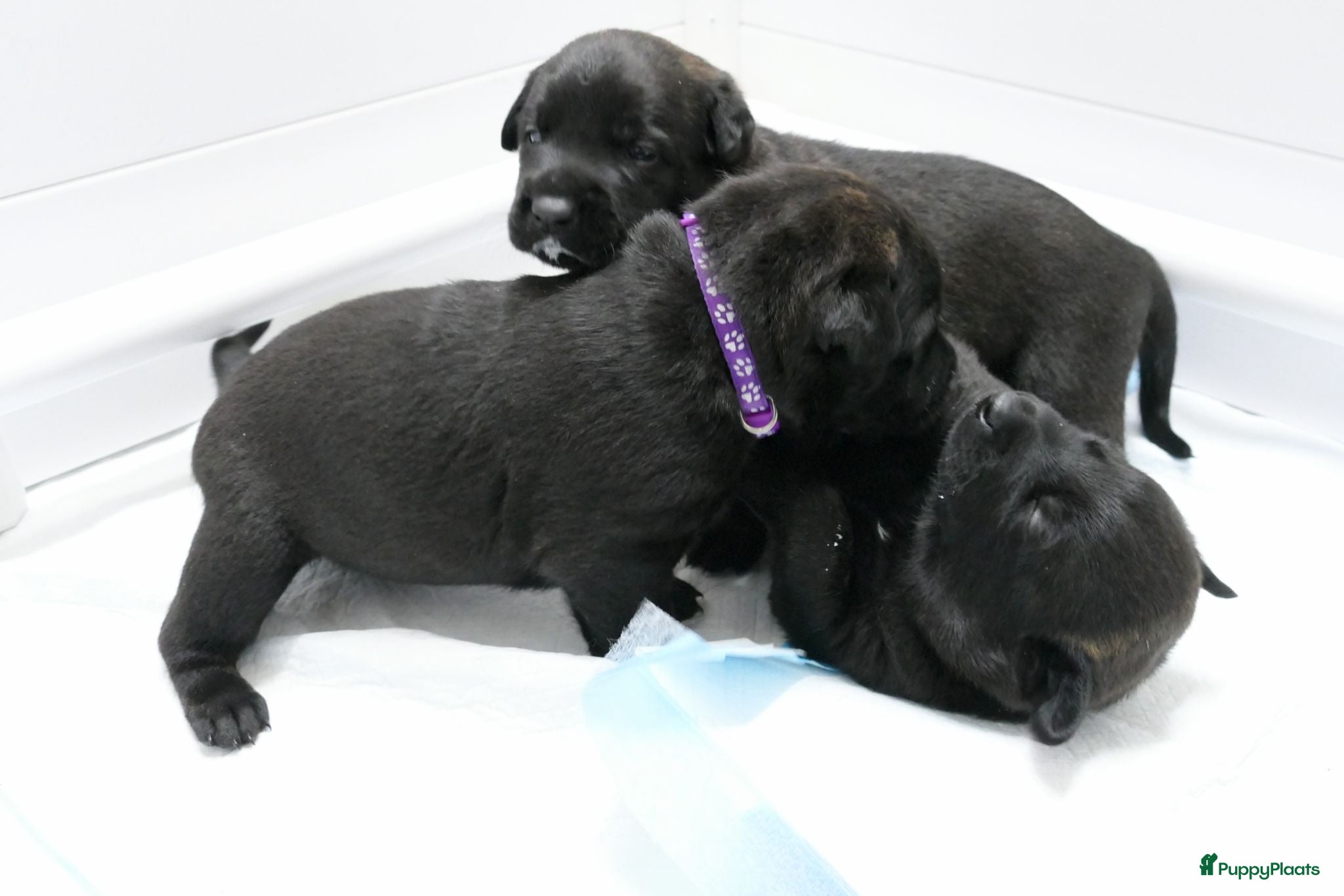 Hollandse Herder honden Te koop: Hollandse herderpups - Advertentie 1
