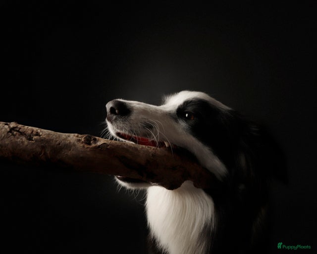 Galerij afbeelding {{count}}