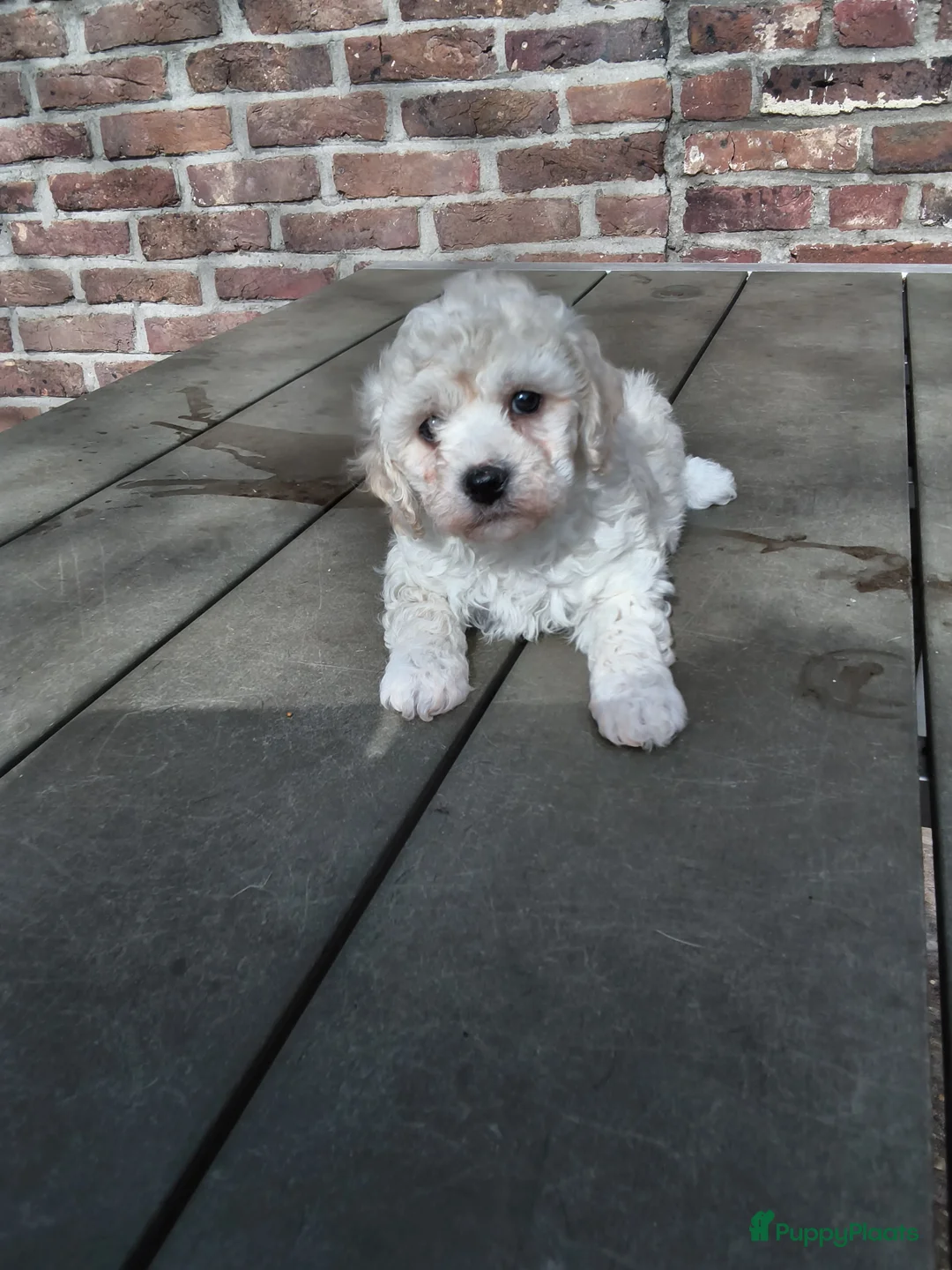 Maltipoo honden te koop: Pepper zoekt een leuk baasje - Advertentie 2