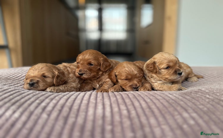 Australian Labradoodle honden Labradoodle pups met gezonde stamboom - Advertentie 1