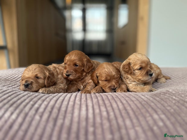 Australian Labradoodle honden Labradoodle pups met gezonde stamboom - Advertentie 1