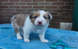 Australian Shepherd honden te koop: Australian Shepherd x Bordercollie pups in Linde - Afbeelding 18