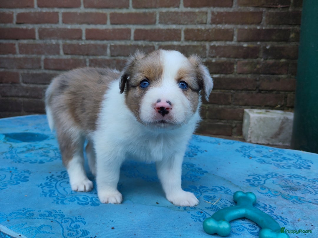 Australian Shepherd honden te koop: Australian Shepherd x Bordercollie pups in Linde - Afbeelding 18