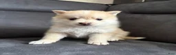 Pomsky honden te koop: Pomeriaan pomsky pups - Advertentie 18