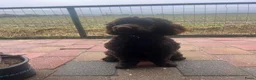 Australian Labradoodle honden te koop: Labradoodles teef, kleine medium chocolade bruin in Noordbeemster - Advertentie 4
