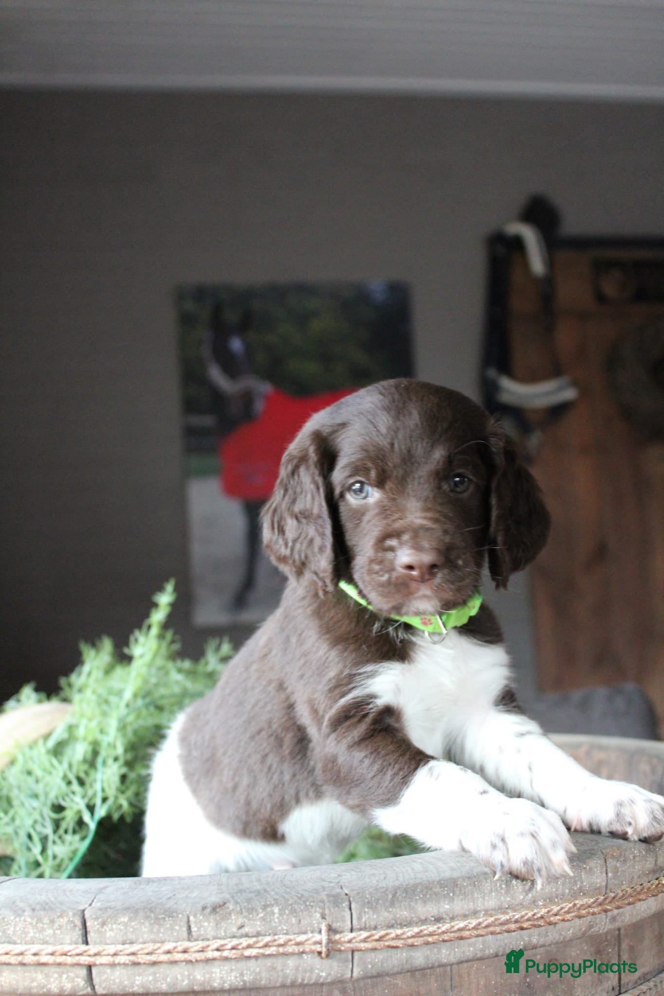 Heidewachtel honden te koop: Heidewachtel pups, nog 1 reutje beschikbaar - Advertentie 1
