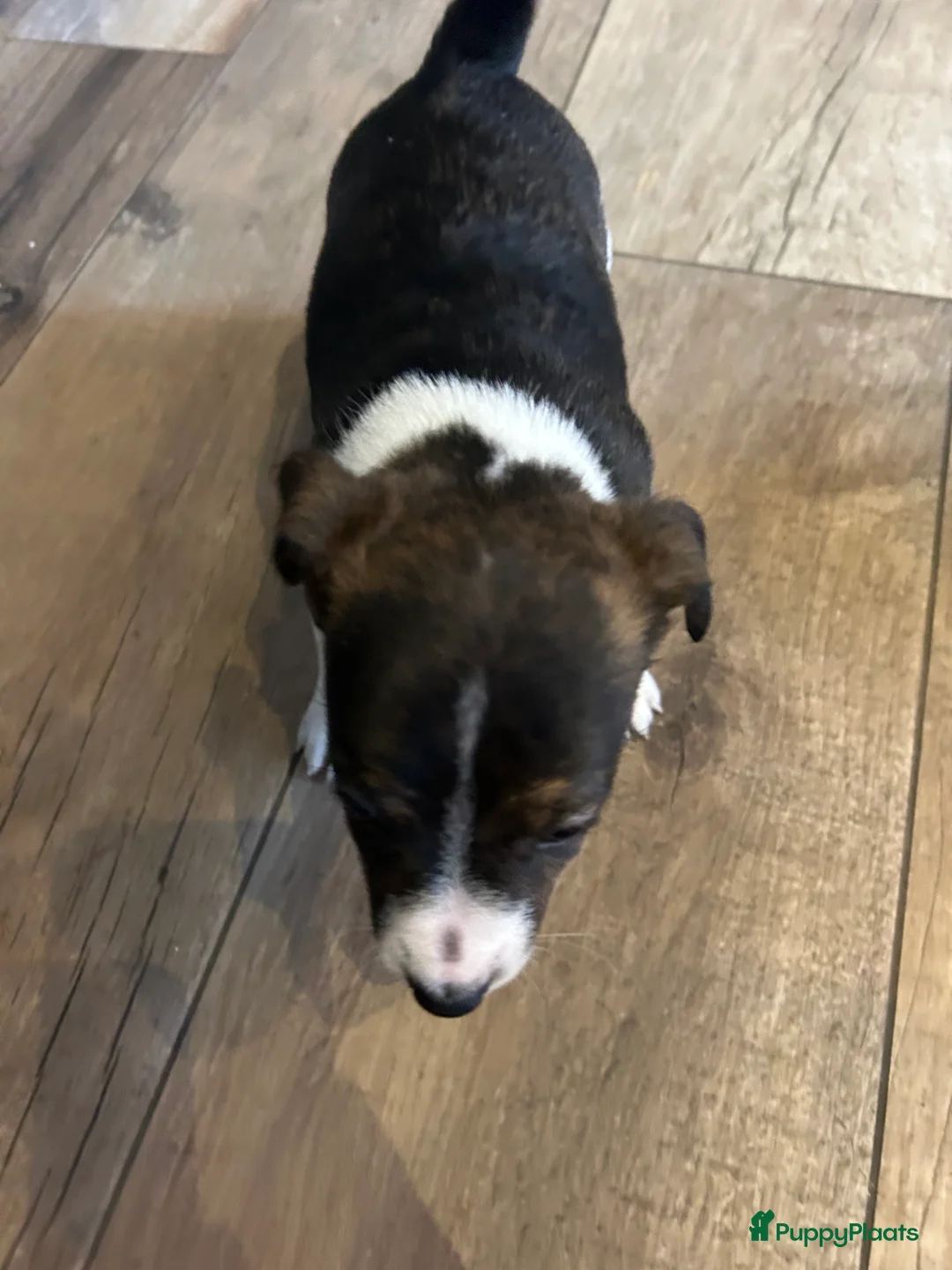 Jack Russel Terriër honden te koop: 4 mooie Jack Russell reutjes - Advertentie 7