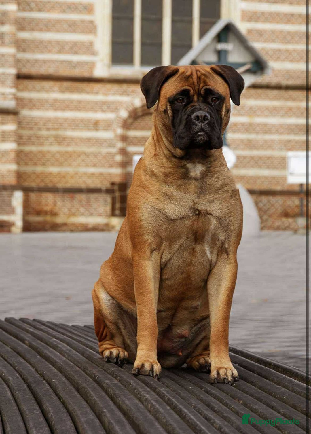 Bullmastiff honden te koop: Bullmastiff pups  - Advertentie 4