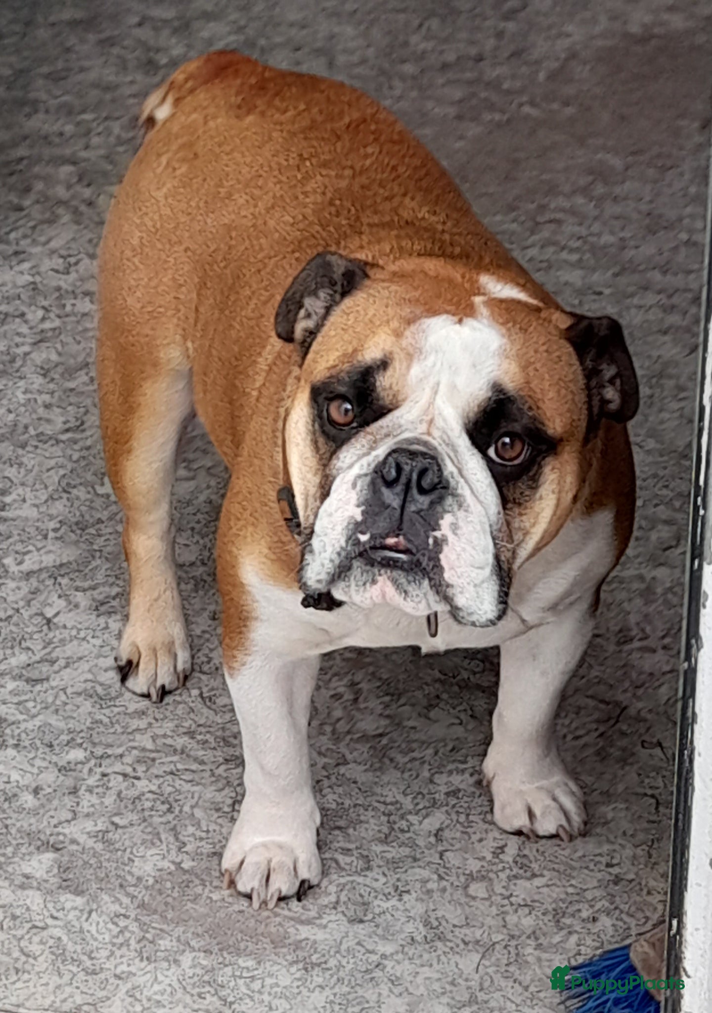 Kruising honden Nestverwachting - Advertentie 3