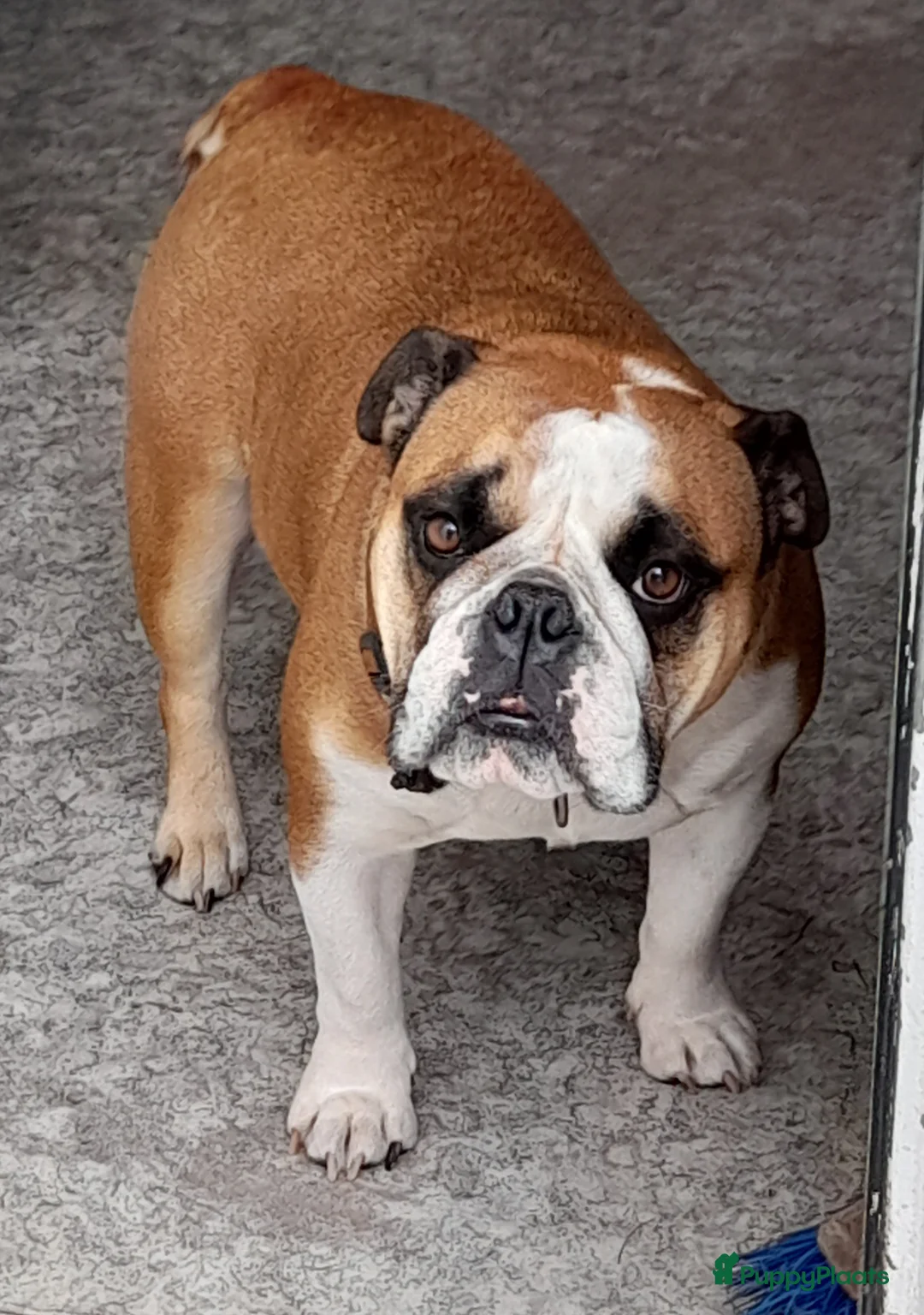 Kruising honden te koop: Nestverwachting in Staphorst - Advertentie 1