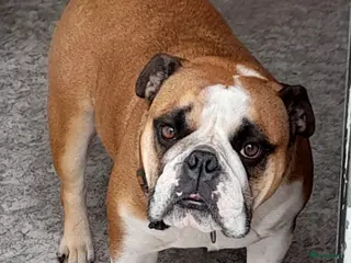 Kruising honden Nestverwachting - Advertentie 3