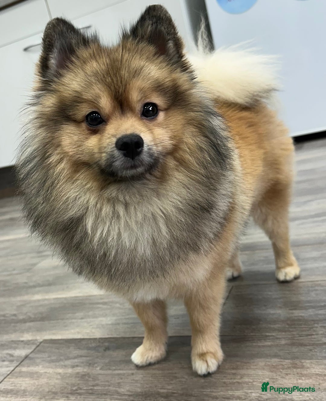 Pomeriaan honden te koop: Prachtige bearface pomeriaan teefje - Advertentie 10