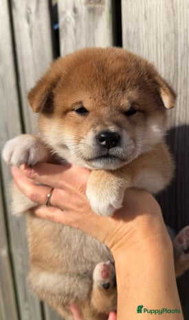 Shiba honden Shiba inu pups met stamboom van geteste ouders - Advertentie 2