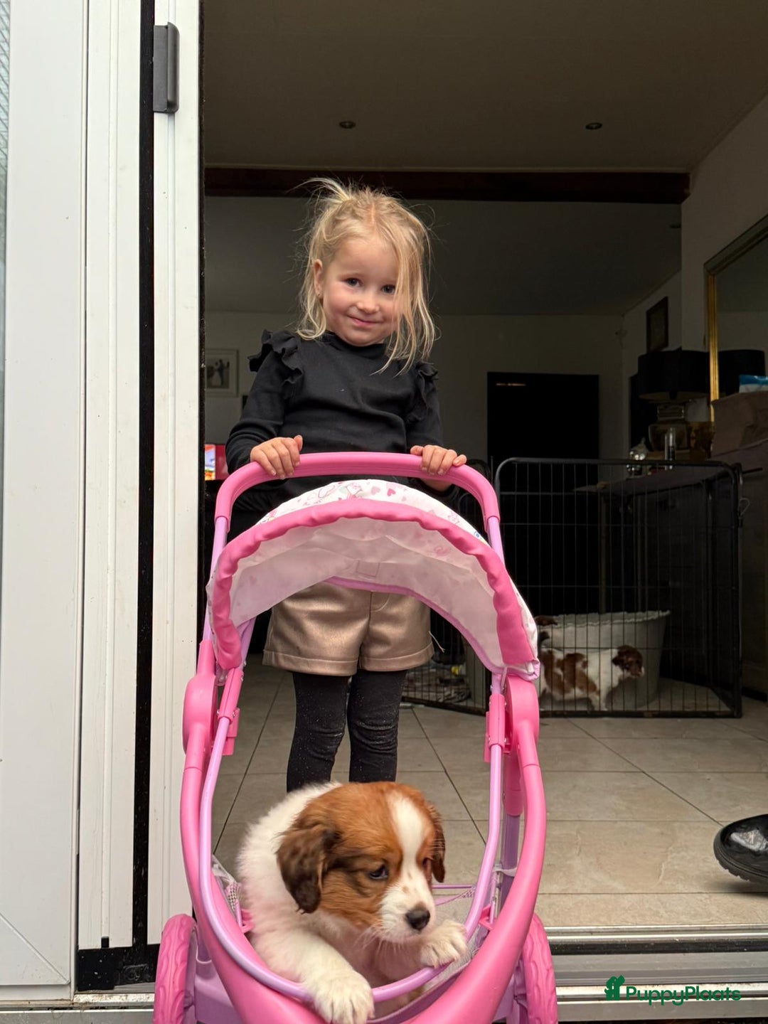 Kooikerhondje honden te koop: Schitterende kooikerhondje pups  - Advertentie 4