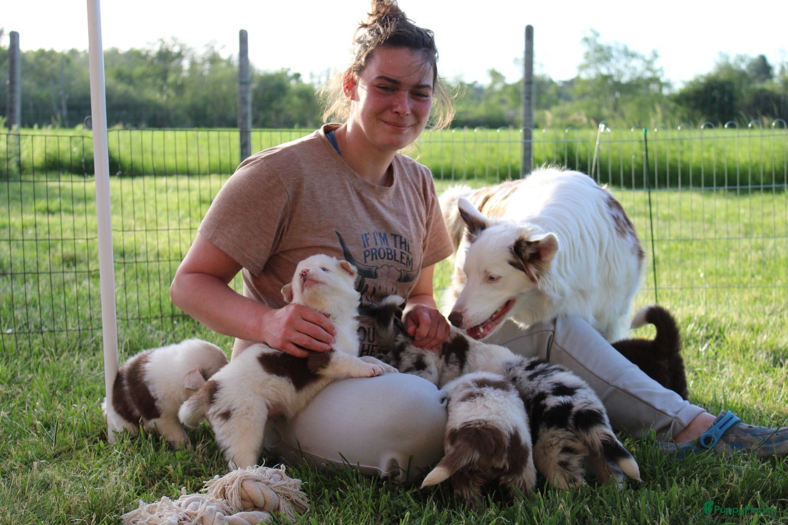 Border Collie honden te koop: Mooie speciale lieve Merle puppies - Advertentie 18