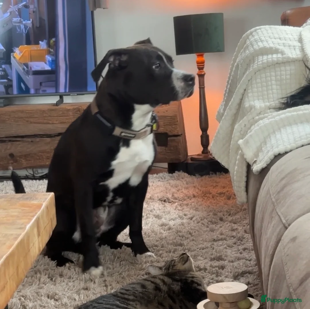 Kruising honden te koop: Mooie en lieve kruising gezinshonden (pups) in Weerselo - Advertentie 29