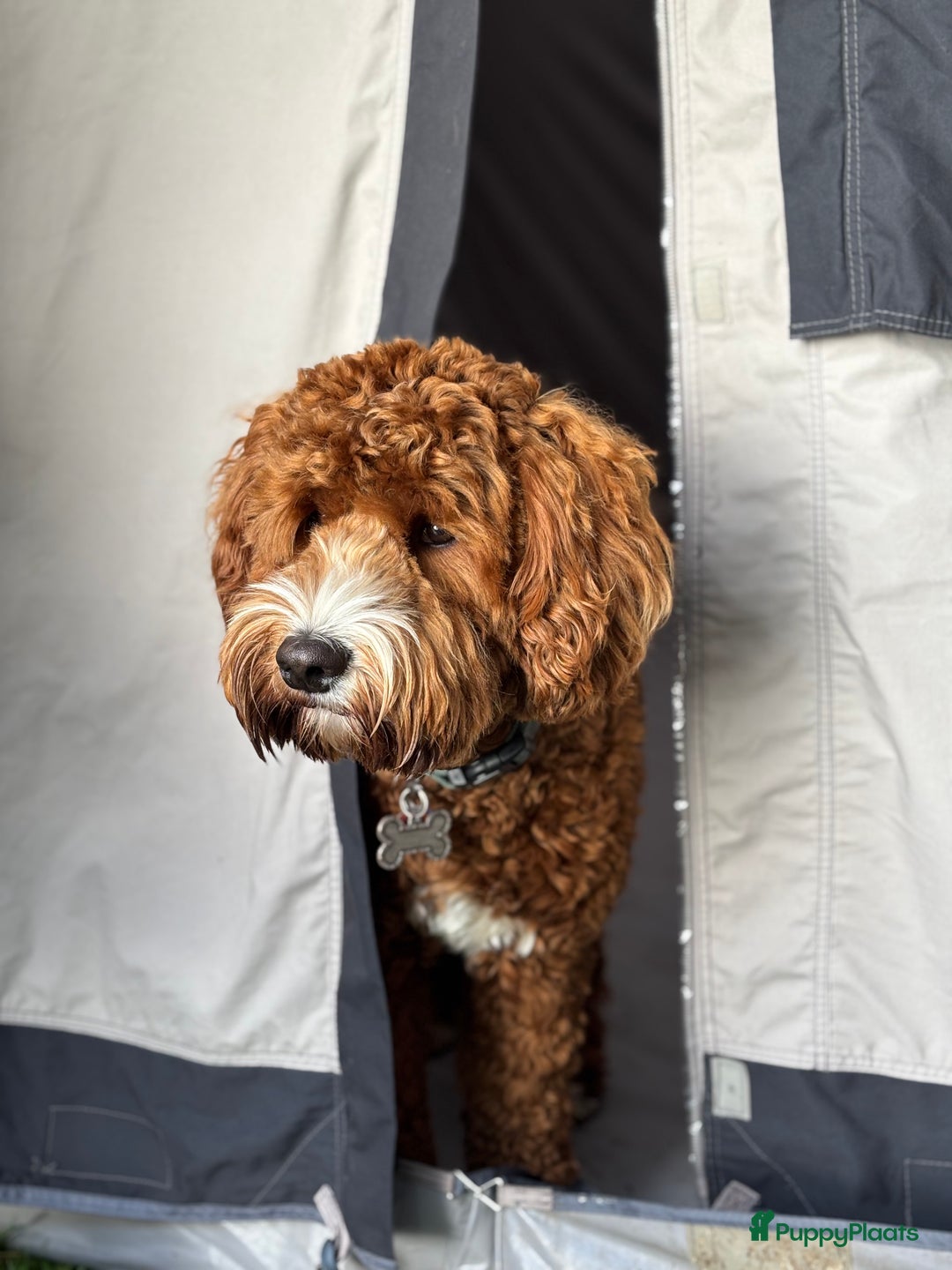 Australian Labradoodle honden ter dekking: Australian labradoodle dek reu  - Afbeelding 7
