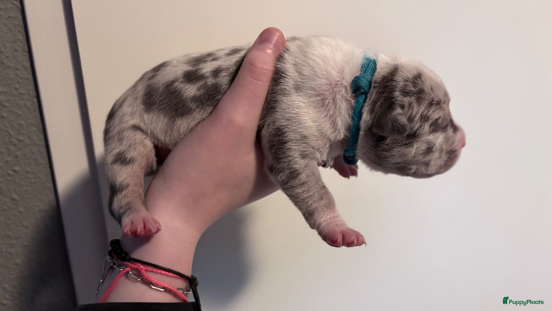 Amerikaanse Bully honden Mooie bully’s  - Advertentie 2