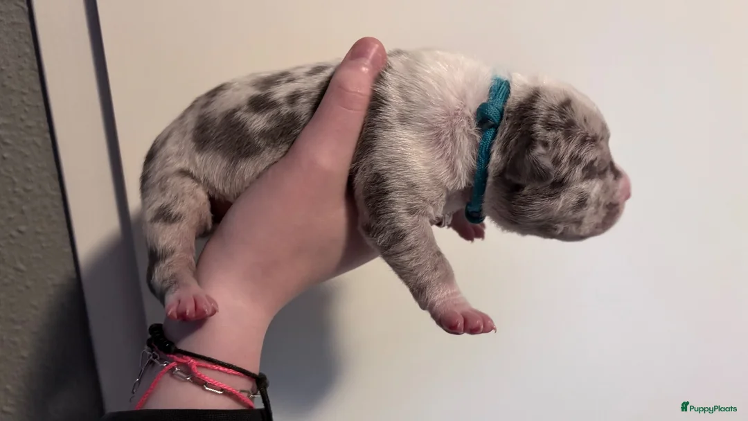 Amerikaanse Bully honden te koop: Mooie bully’s  - Advertentie 2