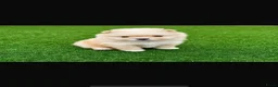 Pomeriaan honden te koop: Pomeriaan  - Advertentie 2