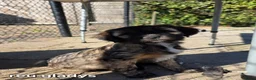 Tibetaanse Terriër honden te koop: Tibetaanse terriër pups met FCI stamboom - Advertentie 7