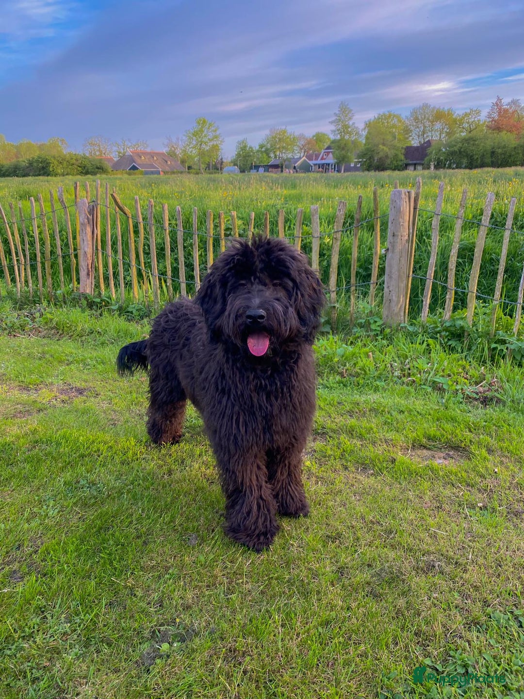 Labradoodle honden te koop: Labradoodle(multigen) mini/midi groeien op in huis - Advertentie 10