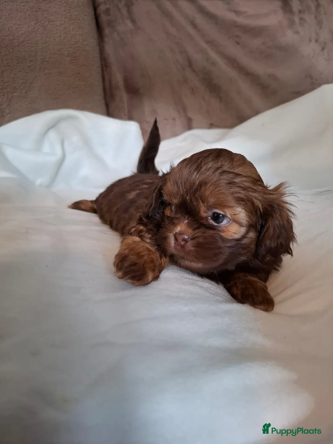 Kruising honden te koop: Mooi nestje boomerpups  - Advertentie 25