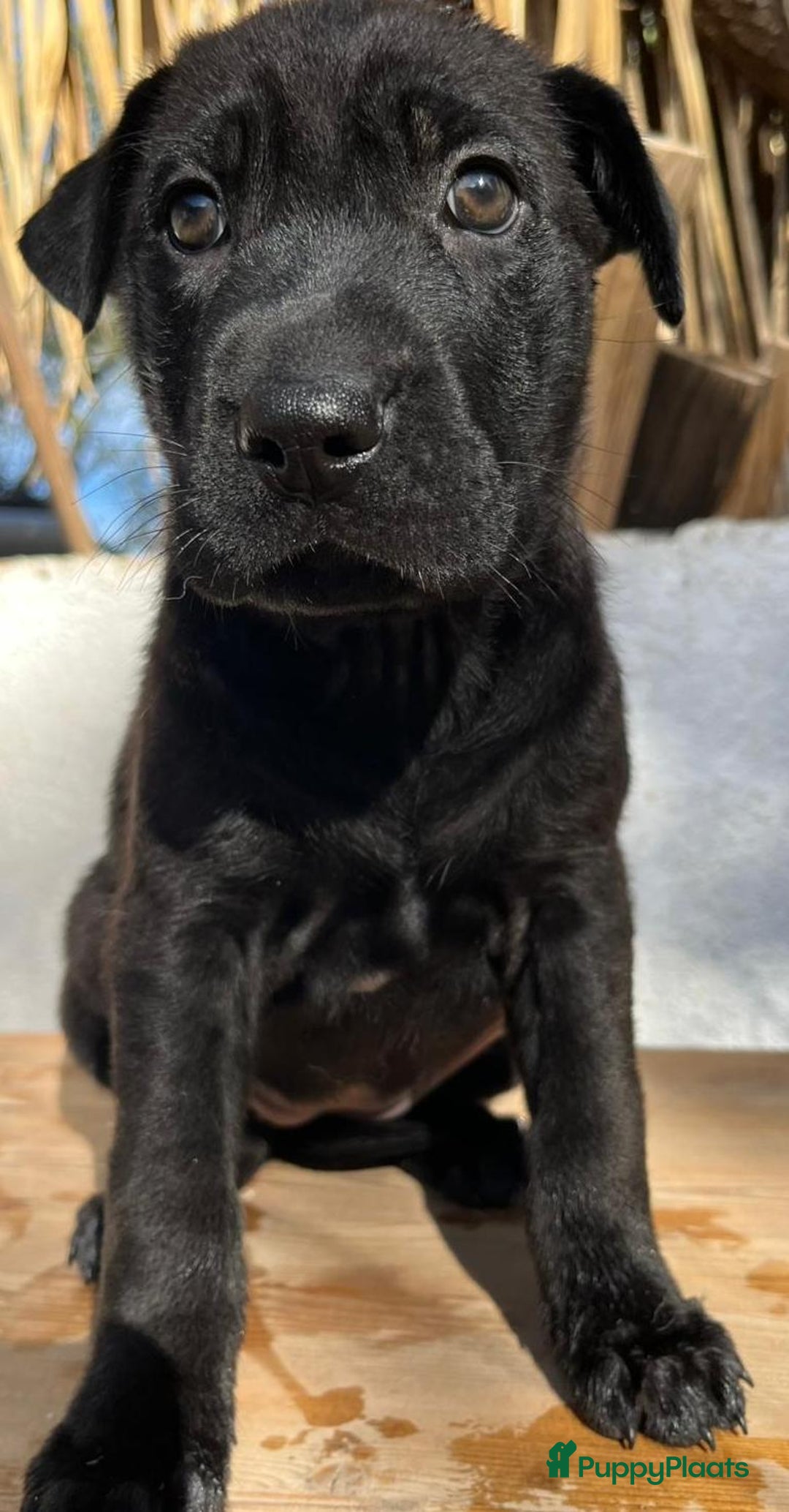 Kruising honden ter adoptie: ganie  wat een schatje en  op zoek naar huisje  - Advertentie 4