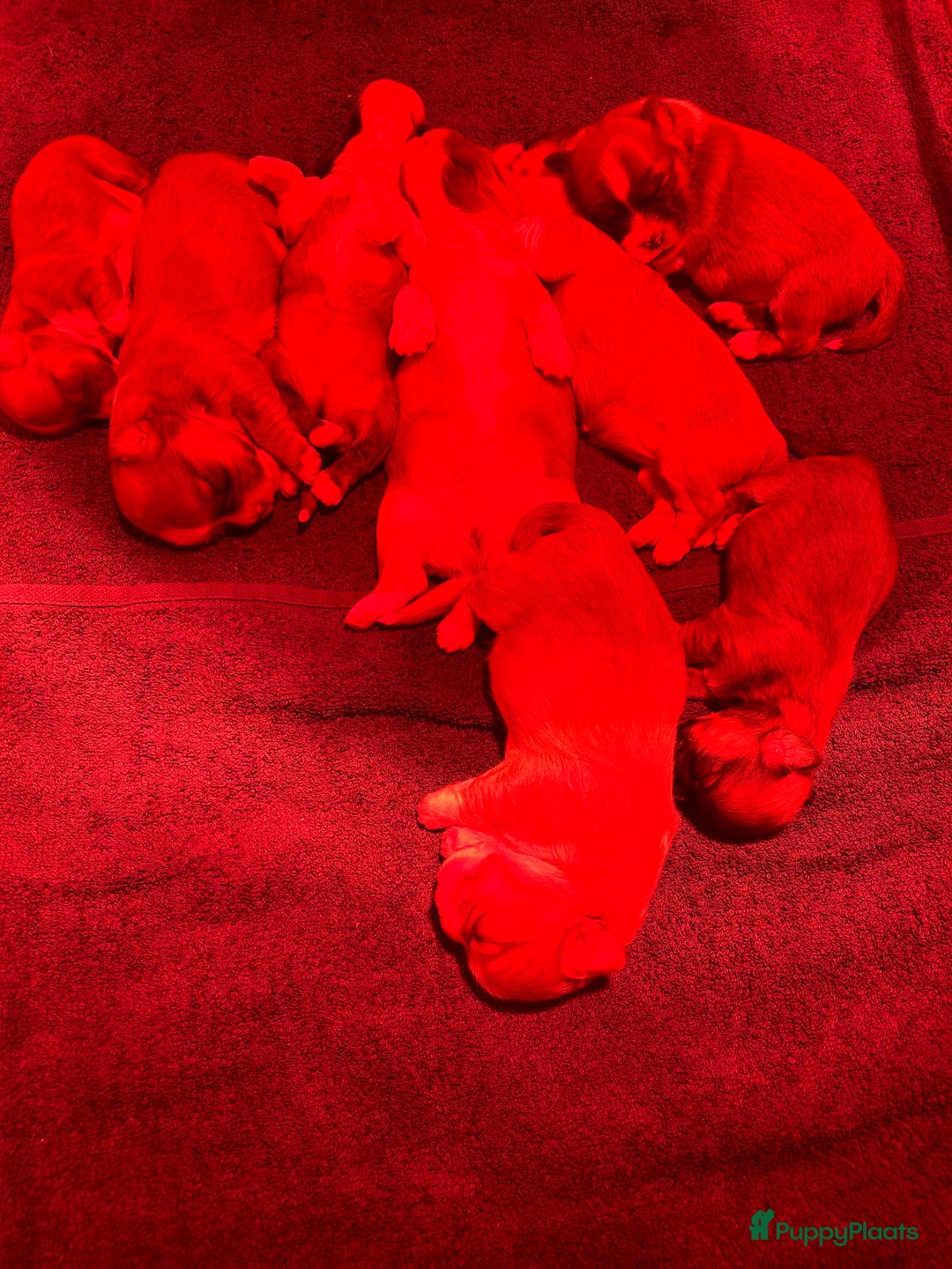 Boomer honden te koop: Heel lieve en prachtige 100% Boomer pups  - Advertentie 5