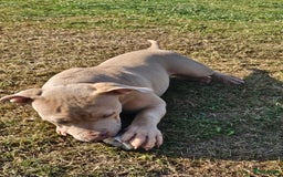 Amerikaanse Bully honden te koop: 2 leuke, teefjes met een zacht karakter .  - Afbeelding 2