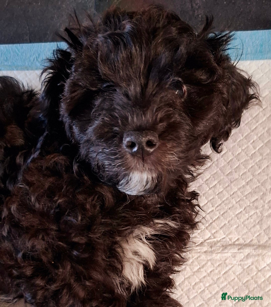 Maltipoo honden te koop: Moos & Pepper - Advertentie 4