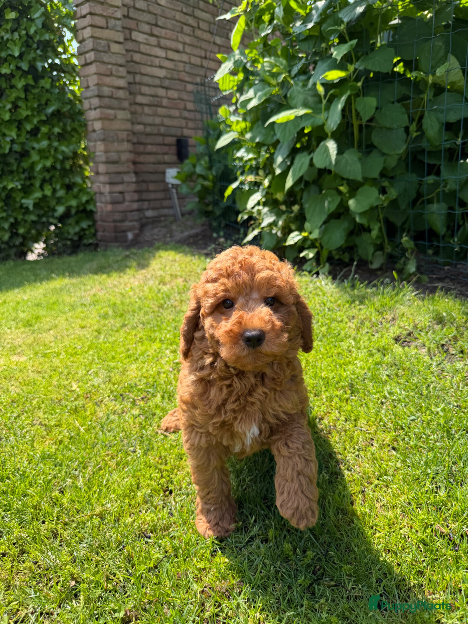 Labradoodle Puppy 1