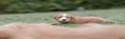Kruising honden te koop:  Prachtige rood/apricot Medium Doodle pups  - Advertentie 18