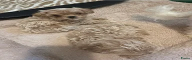 Maltipoo 1