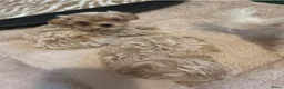 Maltipoo honden te koop: Prachtig crème gemêleerde Maltipooe F1 reutjes - Advertentie 4