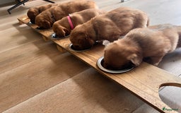 Kruising honden te koop: Bijzonder mooie combi: Toller X Teckel kruising, - Afbeelding 23