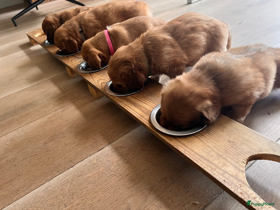 Kruising honden te koop: Bijzonder mooie combi: Toller X Teckel kruising, - Afbeelding 23