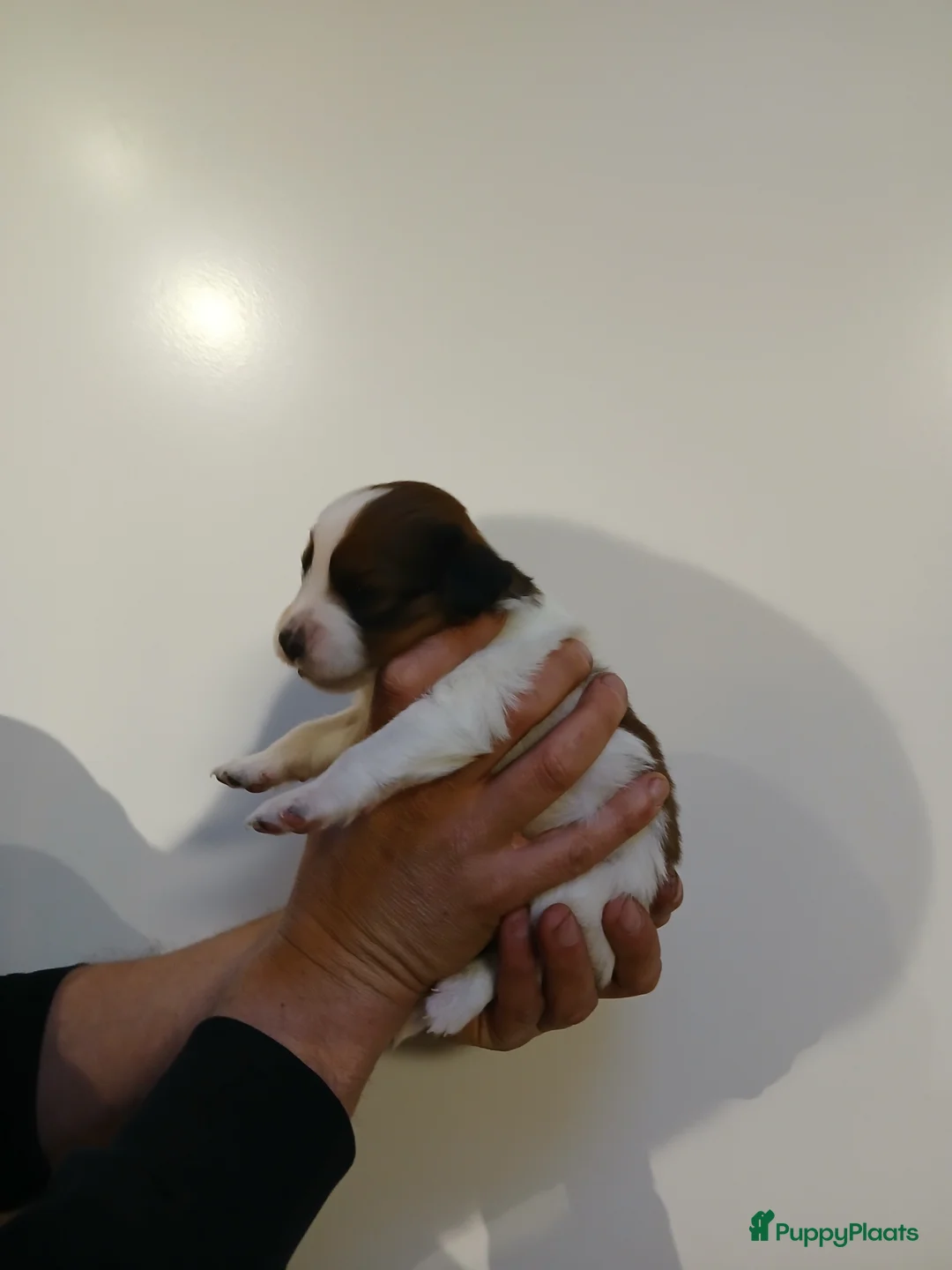 Kooikerhondje honden te koop: Supper liever  nestje kooiker pups van 7 - Advertentie 12