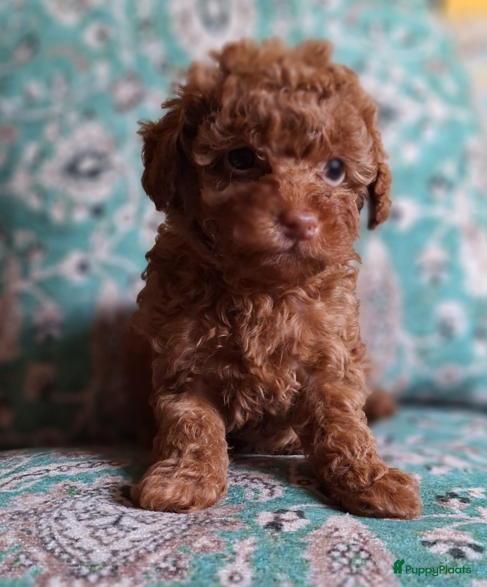 Poedel Toy honden Miniatuur Red/Apricot Toypoedel Beertje - Advertentie 2