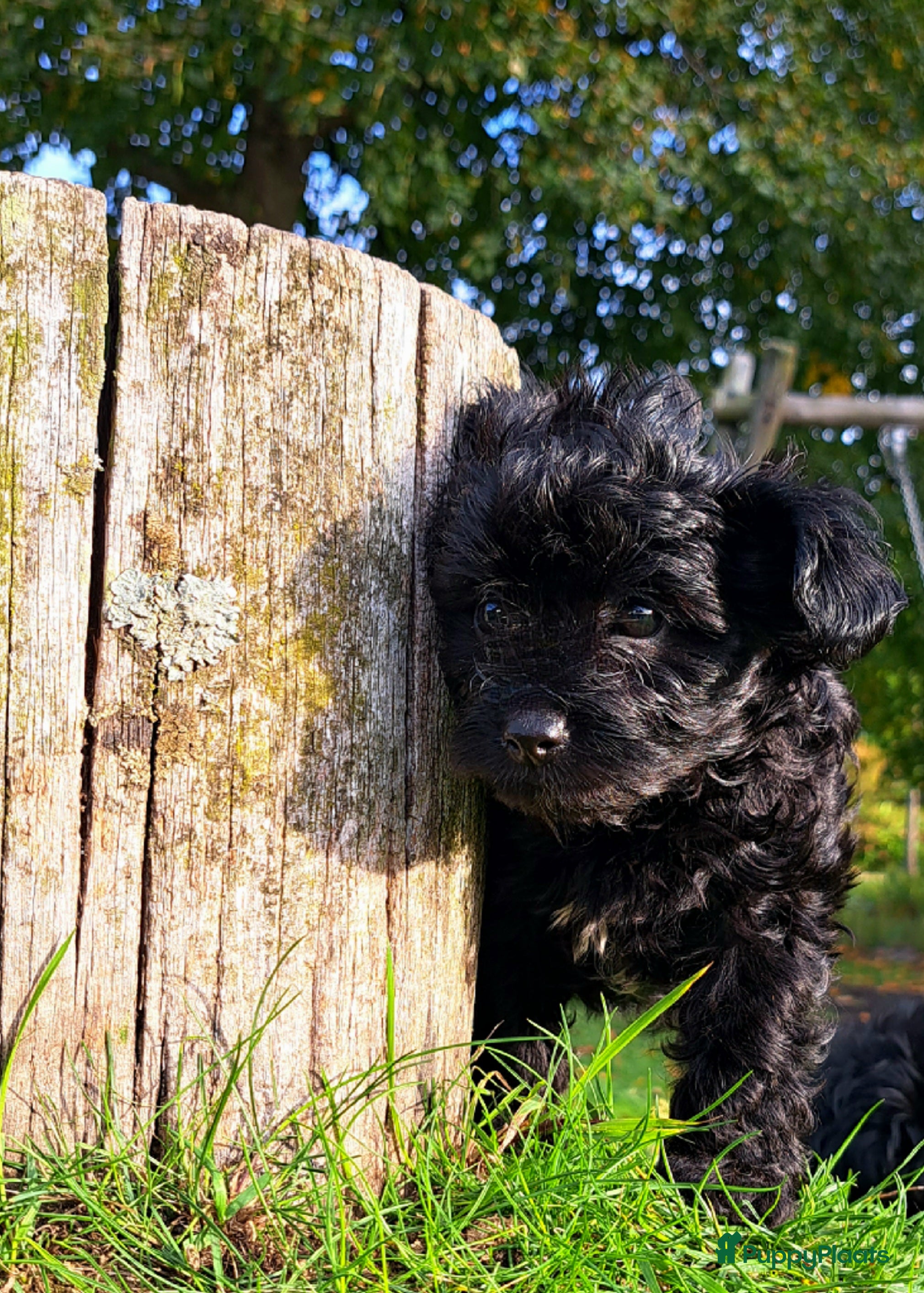 Kruising honden Teefje Papipoo - Advertentie 1