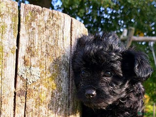 Kruising honden Teefje Papipoo - Advertentie 1