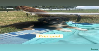 Australian Shepherd honden - Advertentie 12