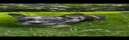 Franse Bulldog honden te koop: Franse Bulldog pups! Uniek dna+ arfe stamboom - Advertentie 15