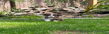 Australian Shepherd 8