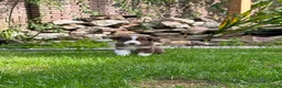 Australian Shepherd honden te koop: Aussie pups - Advertentie 14