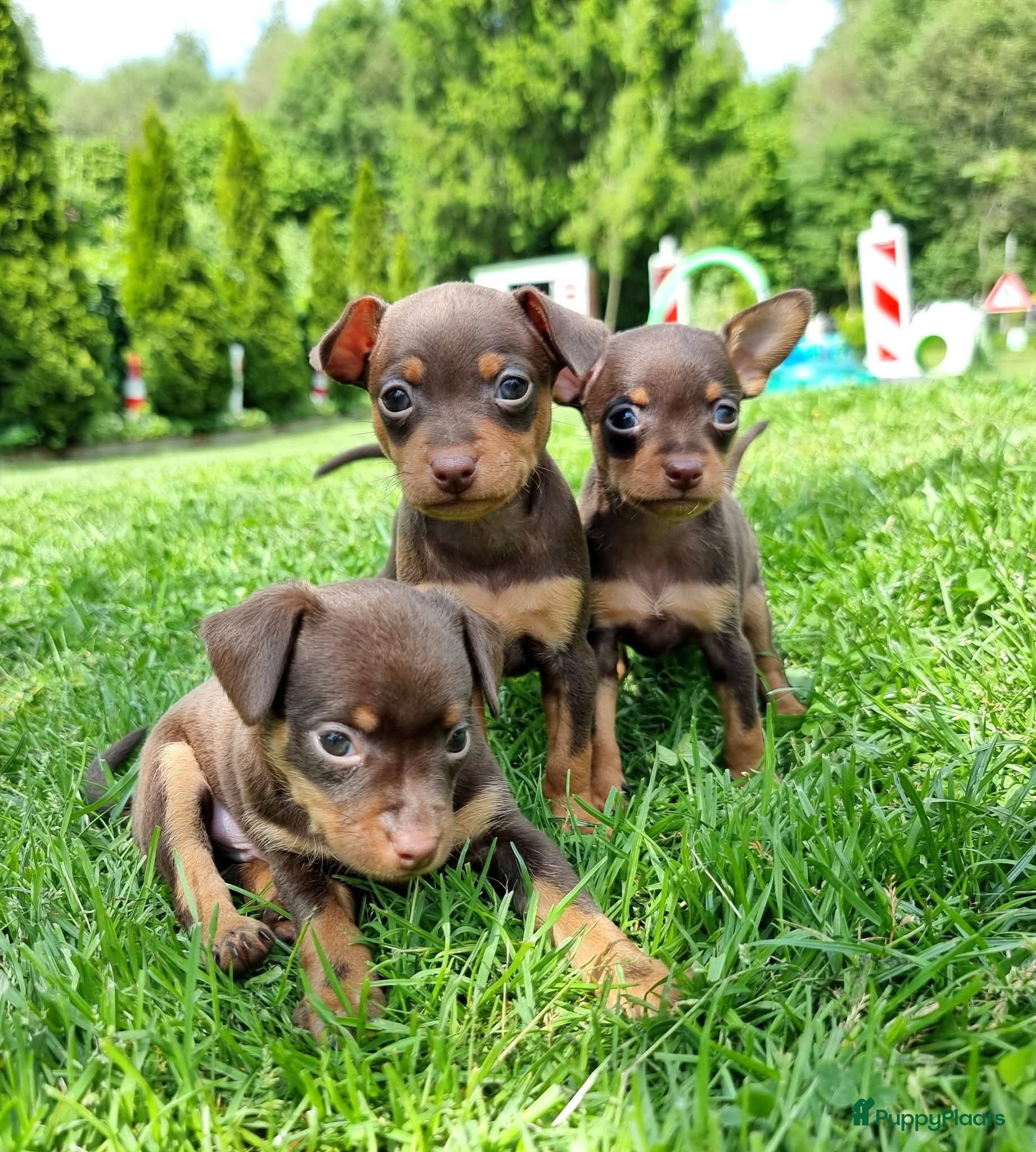 Russische Toy Terriër honden te koop: Russische Toy Terriër pups met FCI stamboom  in Nieuw-Weerdinge - Advertentie 13