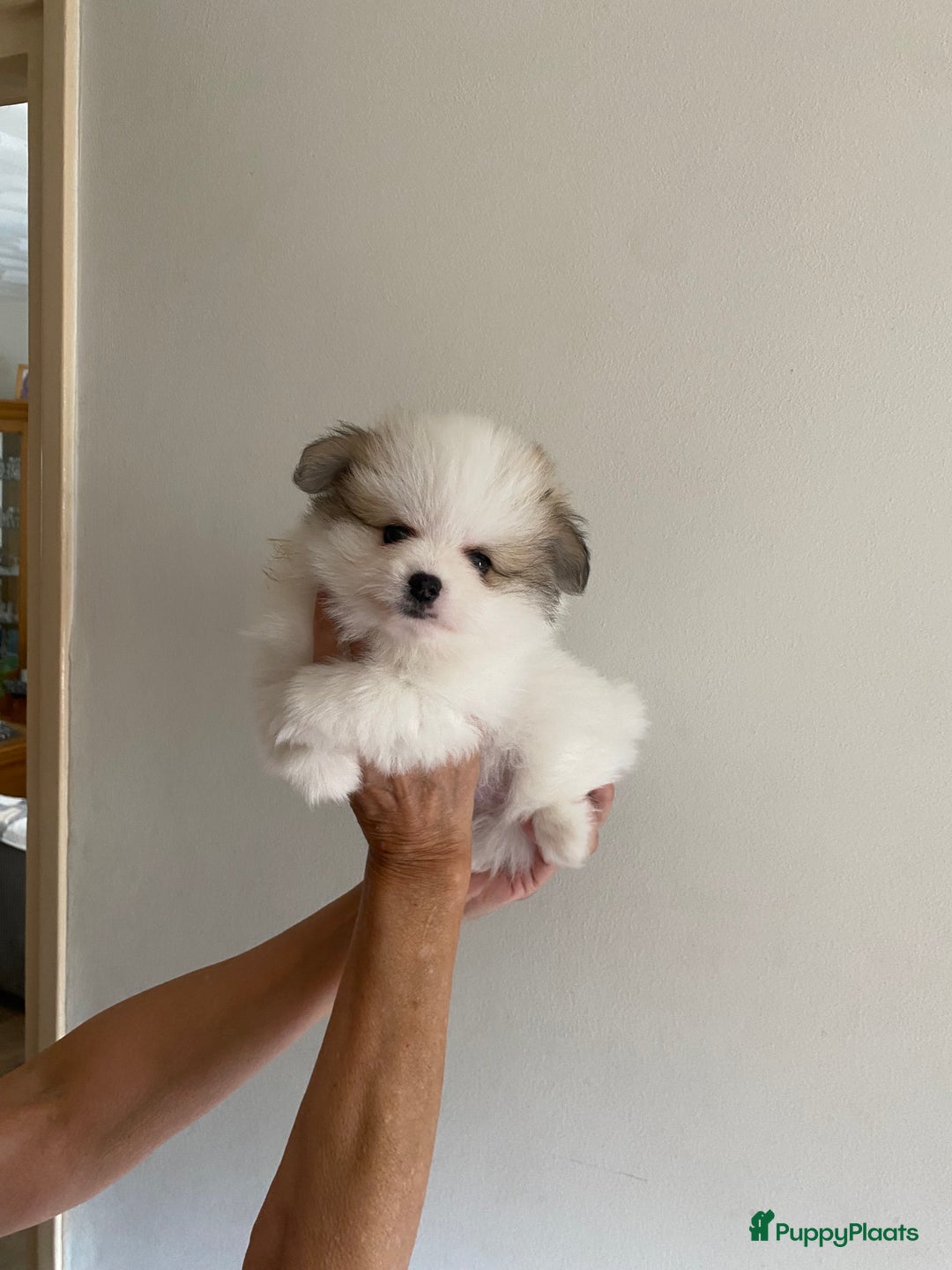 Pomchi honden te koop: Mooie pomchi pups - Afbeelding 15