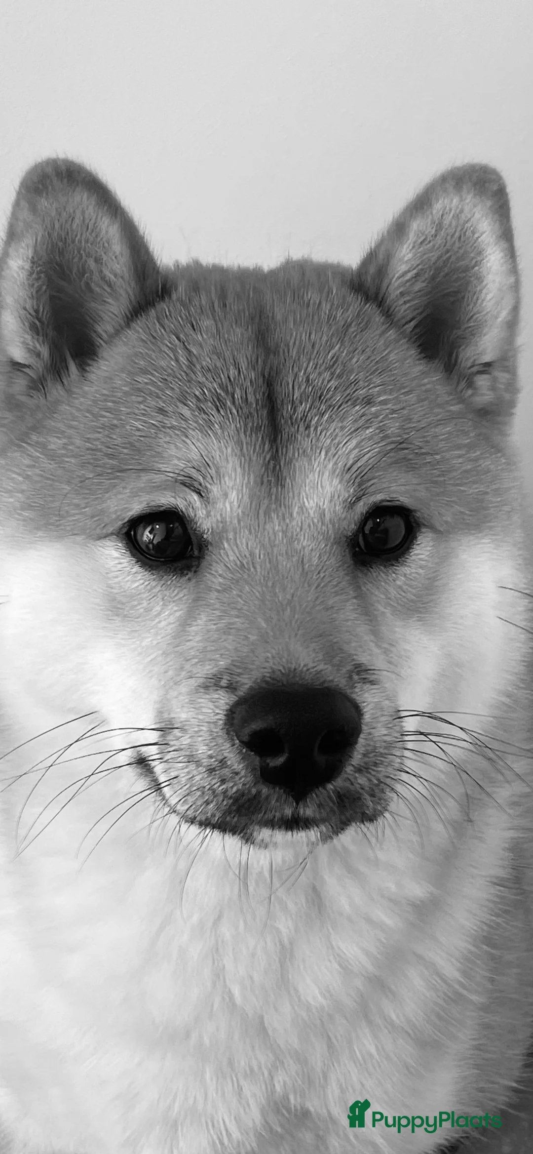 Shiba honden ter dekking: Dek reu Shiba Inu - Advertentie 8