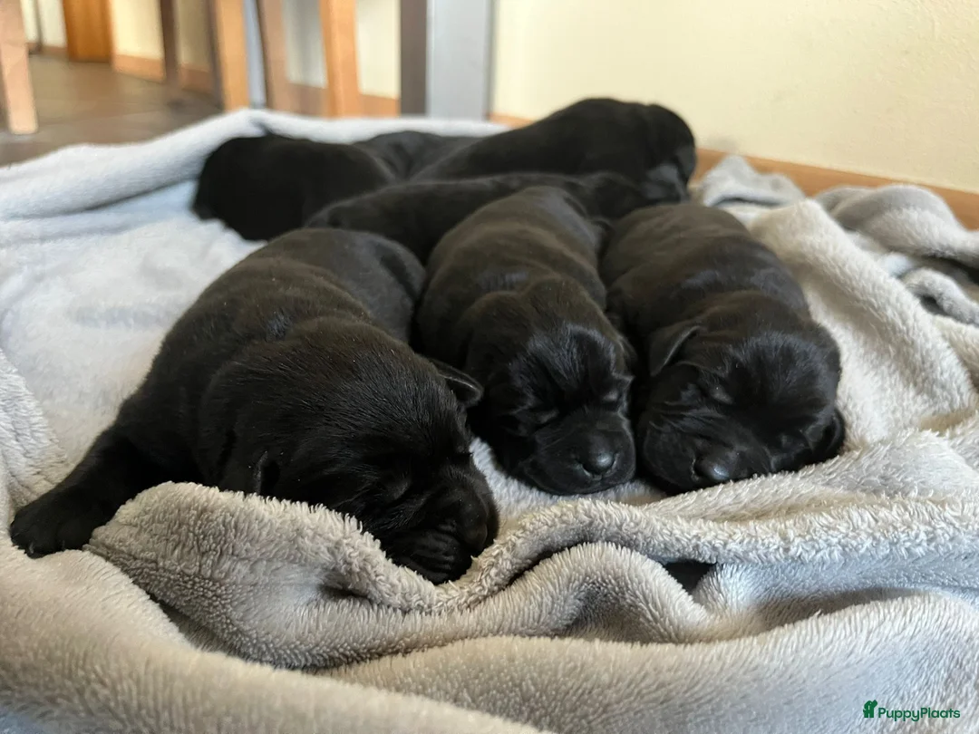 Labrador Retriever honden te koop: Labrador Retriever pups - Advertentie 7
