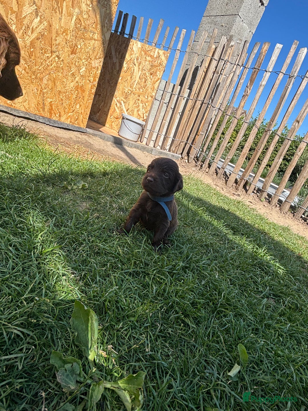 Duitse Staande Hond Langhaar honden te koop: Duitse staande langhaar pups  in Maastricht - Afbeelding 13